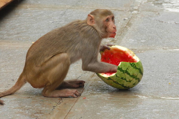 Крупный план индейской обезьяны