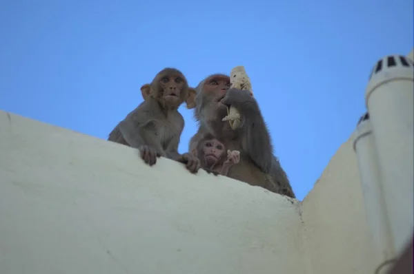 Duvardaki Maymunlar — Stok fotoğraf
