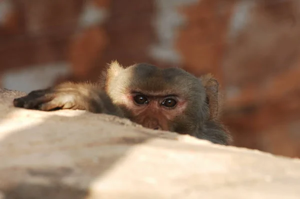 Hint Maymunu Nun Yakın Çekimi — Stok fotoğraf