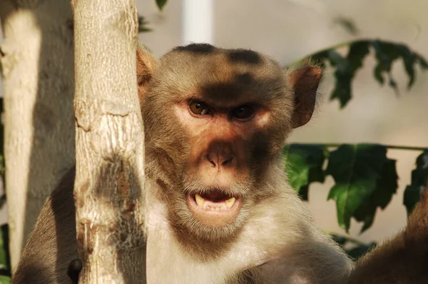 Primo Piano Una Scimmia Indiana — Foto Stock