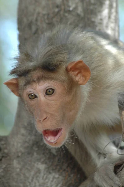 Fechar Macaco Indiano — Fotografia de Stock