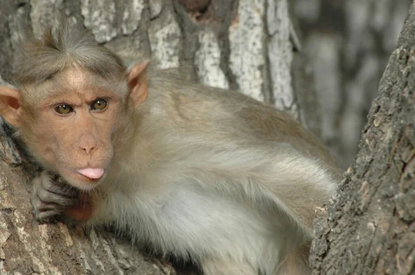 Detailní Záběr Indické Opice — Stock fotografie