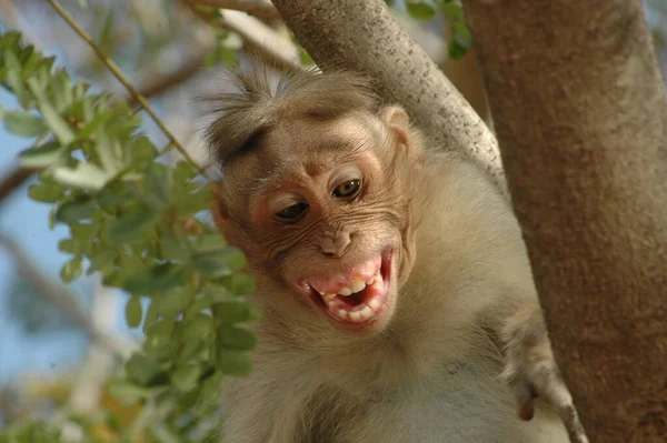Primo Piano Una Scimmia Indiana — Foto Stock
