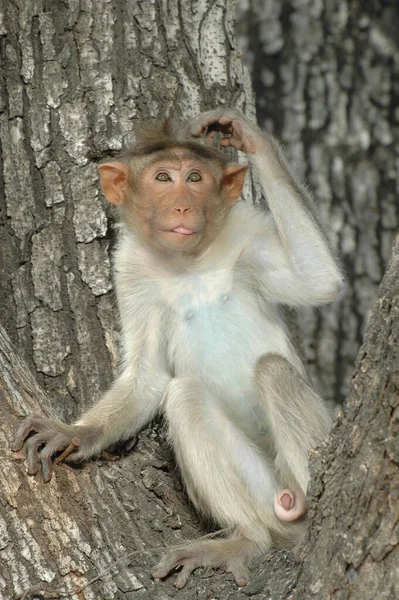 Pendekatan Dari Monyet India — Stok Foto