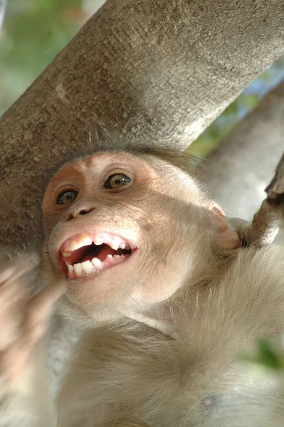 Fechar Macaco Indiano — Fotografia de Stock