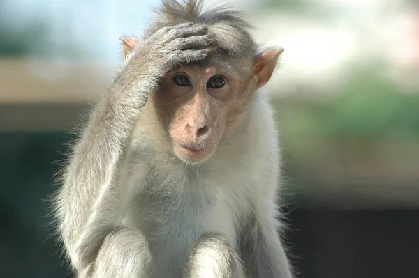 Pendekatan Dari Monyet India — Stok Foto