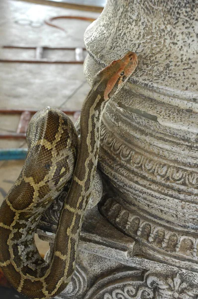 stock image Closeup Shot Of An Indian Python