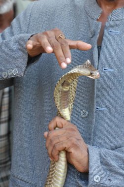 Yılan Kral Kobra ile Erkek El