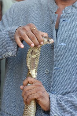 Yılan Kral Kobra ile Erkek El