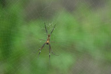 Örümcek 'in makro görüntüsü