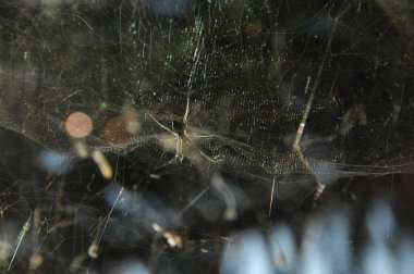 Örümcek 'in makro görüntüsü