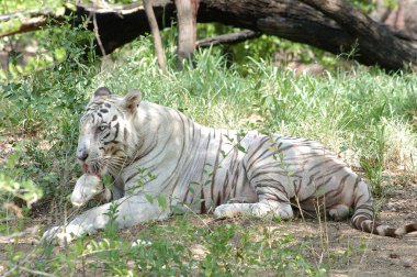 Hayvanat bahçesindeki beyaz kaplan