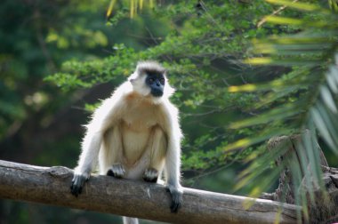 Ağaçtaki Gri Langur
