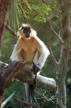 Ağaçtaki Gri Langur