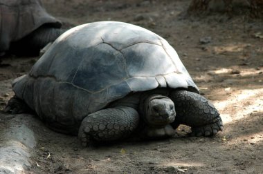 Uzun Boynunu Geren Dev Kaplumbağa