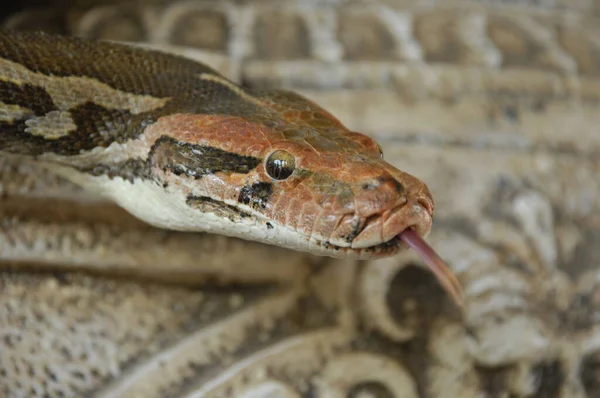 Zdjęcia Bliska Indyjskiego Pythona — Zdjęcie stockowe