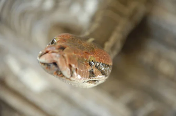 Розстріляний Індійському Python — стокове фото