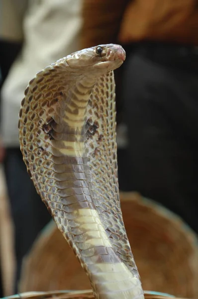 Primer Plano Serpiente Cobra —  Fotos de Stock