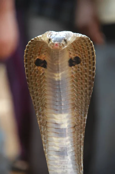 蛇眼镜蛇的特写 — 图库照片