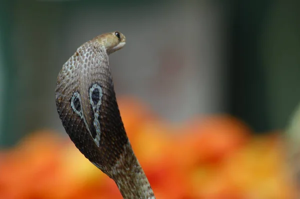 Primer Plano Serpiente Cobra — Foto de Stock
