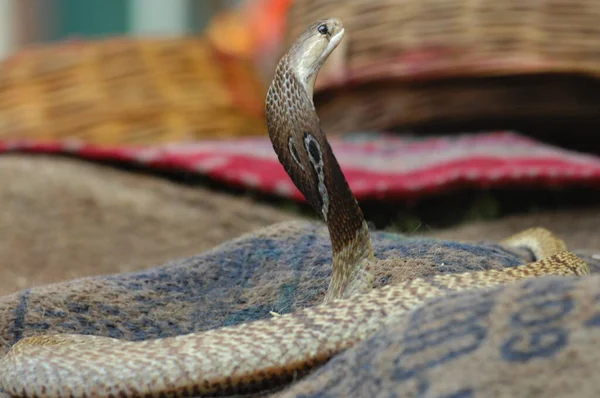 Κοντινό Πλάνο Του Snake Cobra — Φωτογραφία Αρχείου