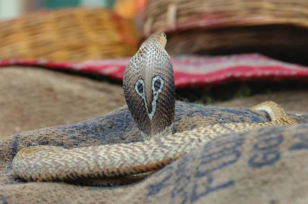 Detailní Záběr Snake Cobra — Stock fotografie