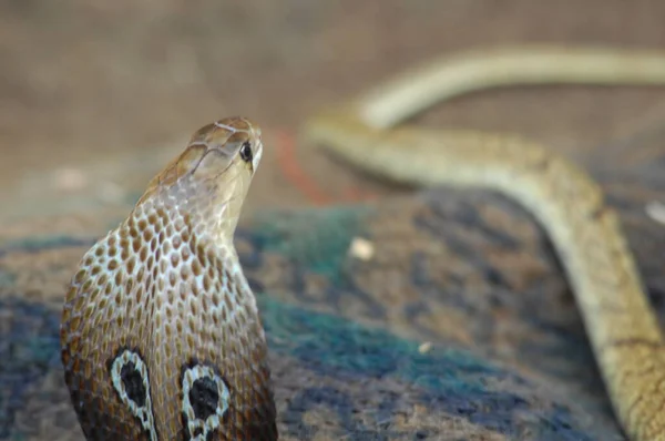 Närbild Snake Cobra — Stockfoto