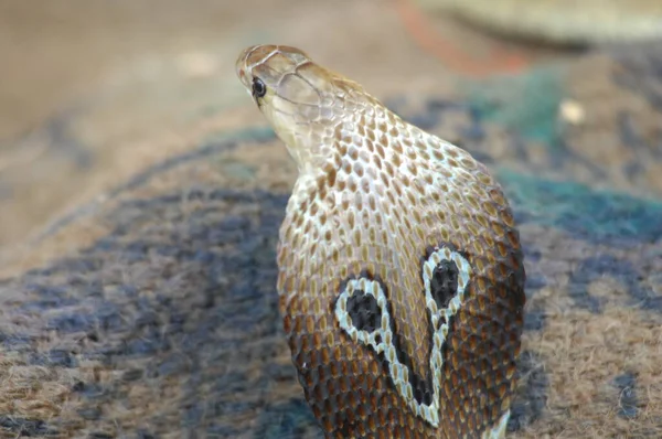 Yılan Kobra Nın Yakın Çekimi — Stok fotoğraf