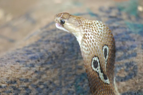 Close Snake Cobra — Fotografia de Stock