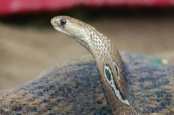 Închiderea Lui Snake Cobra — Fotografie, imagine de stoc