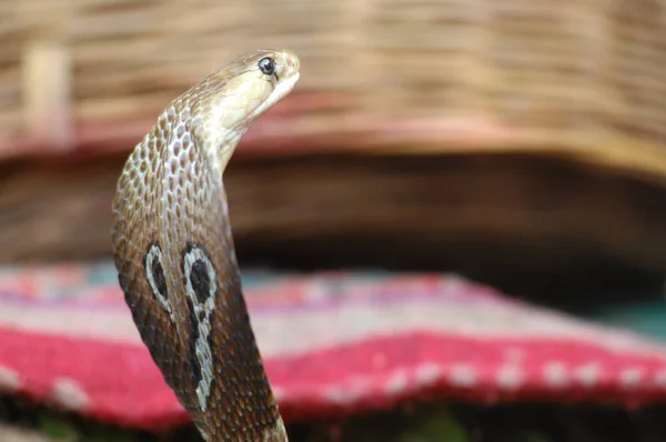 Zbliżenie Snake Cobra — Zdjęcie stockowe