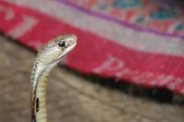 Κοντινό Πλάνο Του Snake Cobra — Φωτογραφία Αρχείου