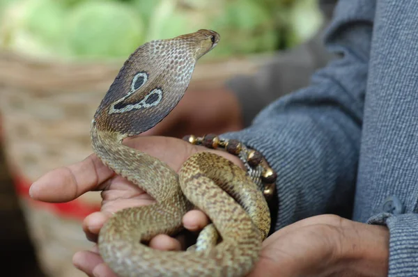 Male Hand Snake King Cobra — Stock Photo, Image
