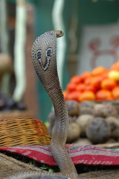 Közel Snake Cobra — Stock Fotó
