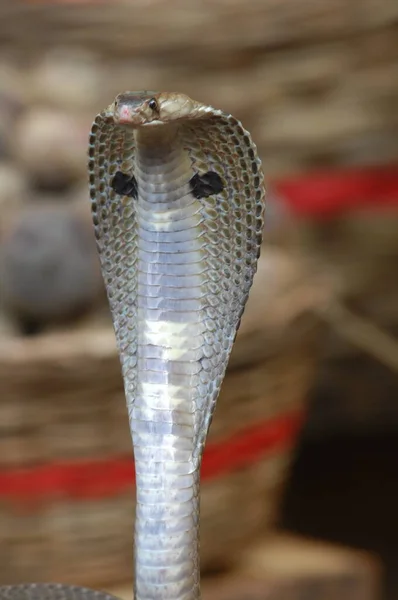 Zbliżenie Snake Cobra — Zdjęcie stockowe