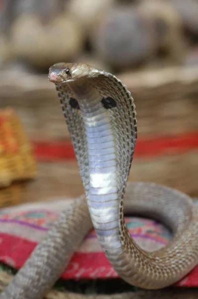 Closeup Snake Cobra — Stock Photo, Image