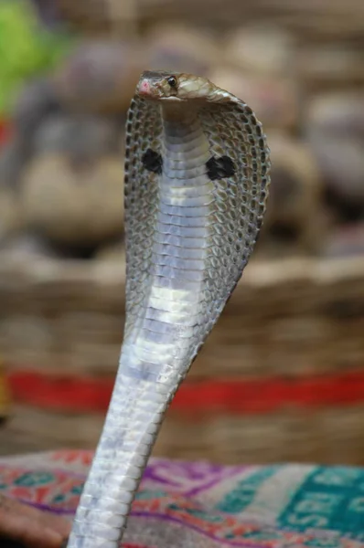 Närbild Snake Cobra — Stockfoto