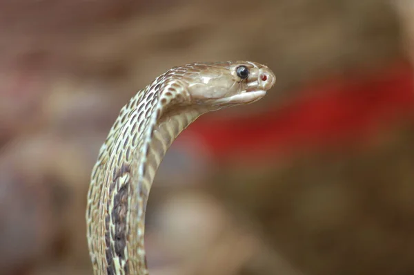 Rei Cobra Serpente Índia — Fotografia de Stock