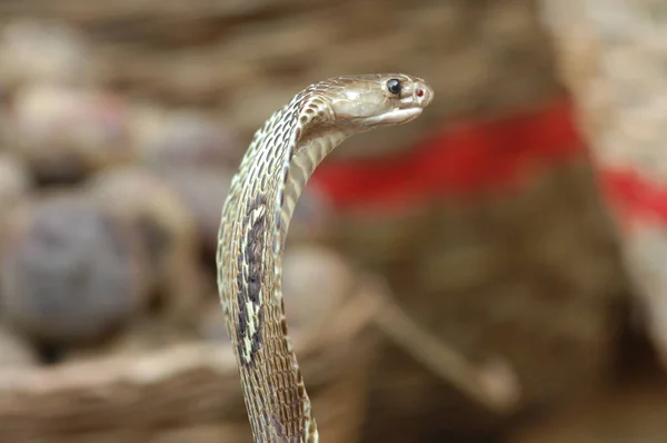 Primer Plano Serpiente Cobra —  Fotos de Stock