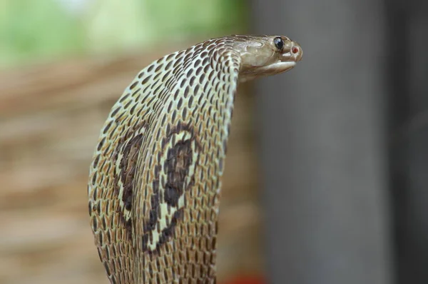 Крупный План Snake Cobra — стоковое фото