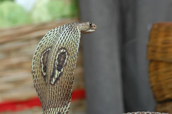 Król Kobra Wąż Indie — Zdjęcie stockowe