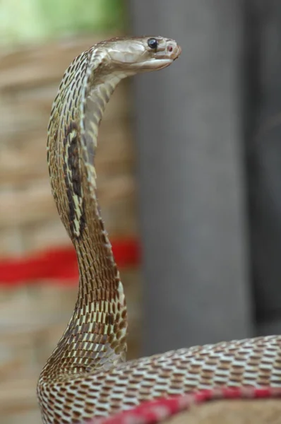 蛇眼镜蛇的特写 — 图库照片
