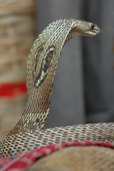 Closeup Snake Cobra — Stock Photo, Image