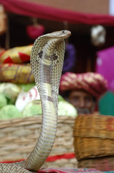 Gros Plan Serpent Cobra — Photo