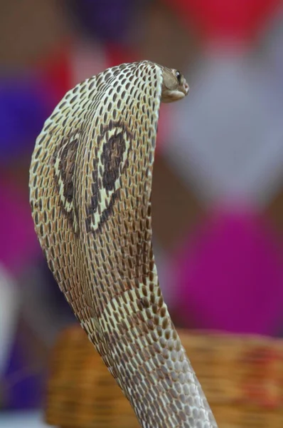 眼镜蛇王印度 — 图库照片