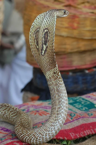 Βασιλιάς Κόμπρα Φίδι Ινδία — Φωτογραφία Αρχείου