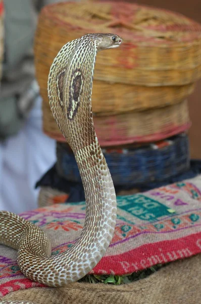 Rey Cobra Serpiente India — Foto de Stock