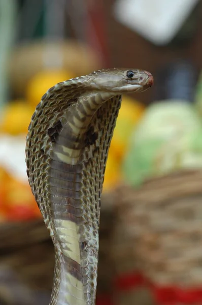 Rei Cobra Serpente Índia — Fotografia de Stock