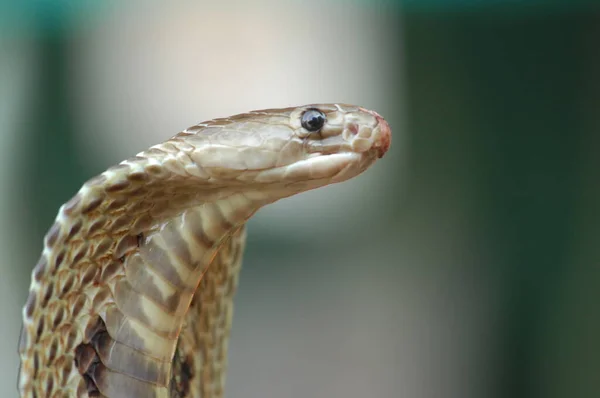 眼镜蛇王印度 — 图库照片
