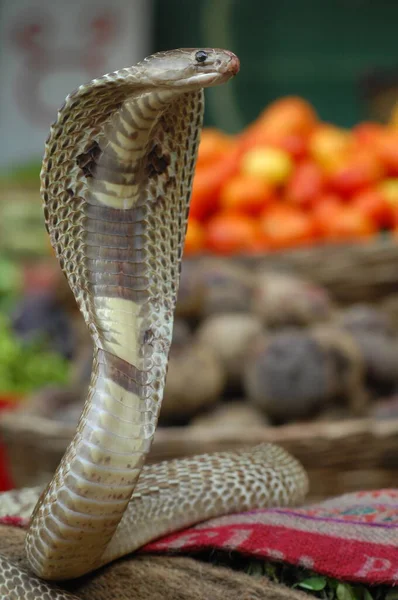 Nahaufnahme Von Snake Cobra — Stockfoto